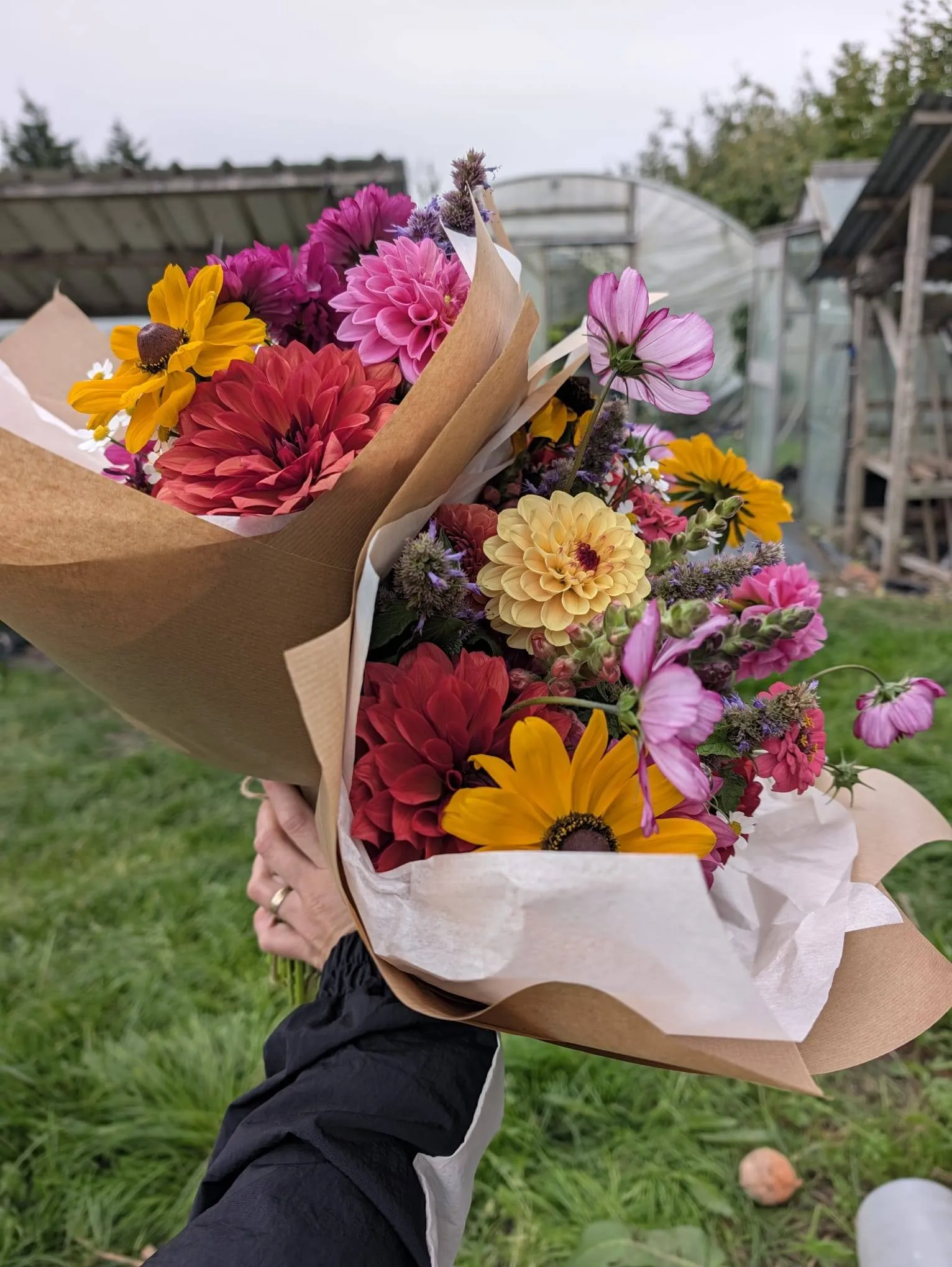 Two kraft-wrapped bouquets of dahlias, rudbeckia and cosmos held up at the farm